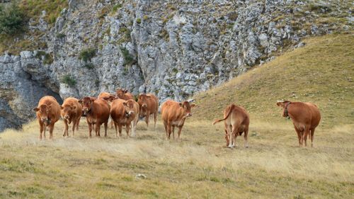 Free A herd of brown cattle grazing on a hillside in Bouvante, France with rocky cliffs in the background. Stock Photo