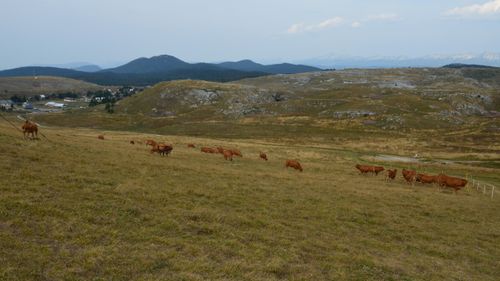Free Tranquil landscape of cows grazing in Bouvante with scenic rolling hills and mountains. Stock Photo