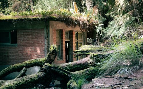 Free An old brick building hidden in a dense forest, surrounded by moss and trees. Stock Photo