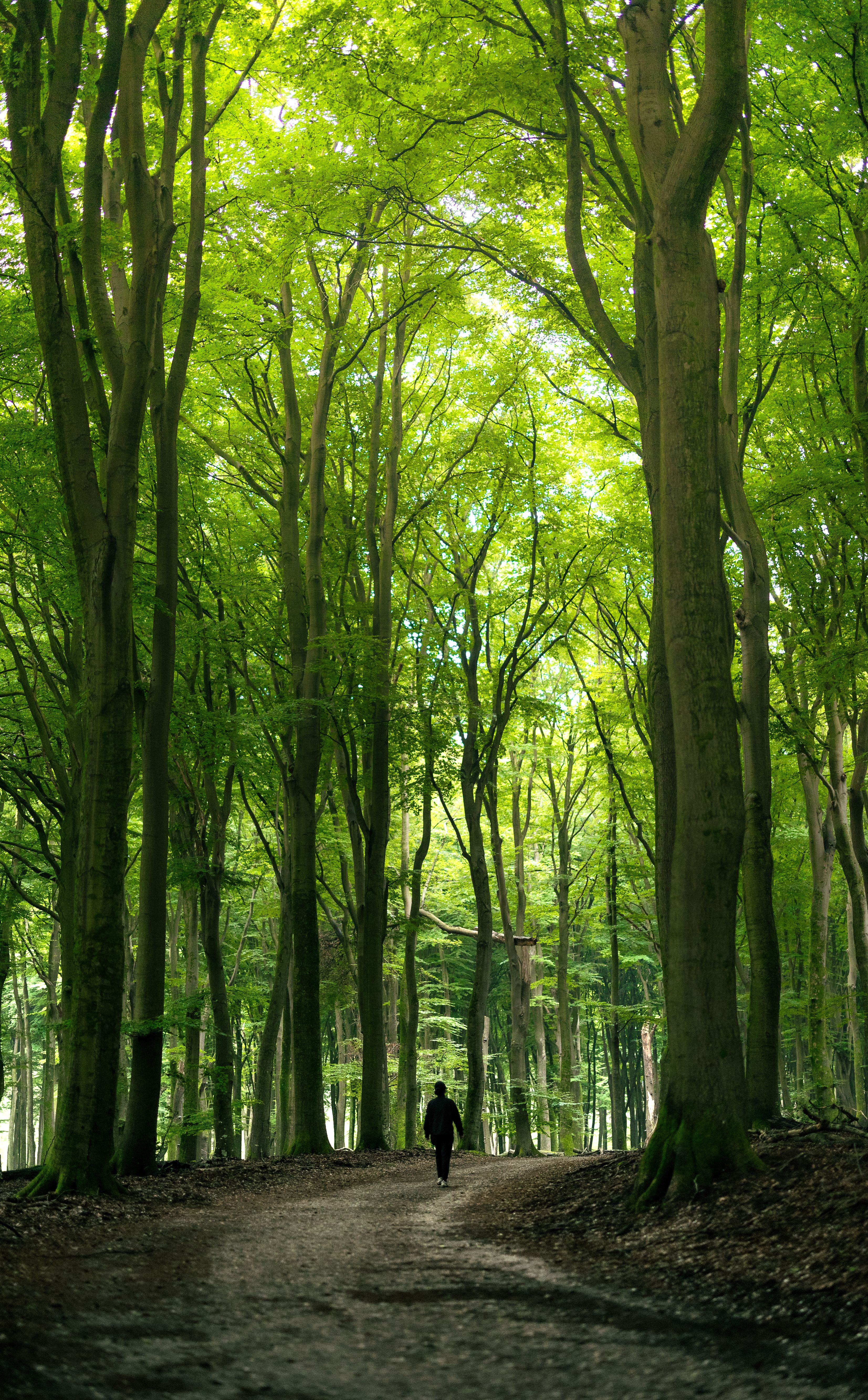 A solitary person walks along a tranquil forest path surrounded by lush green trees.