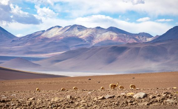 Laguna Cejar salt-lake float — Atacama Desert