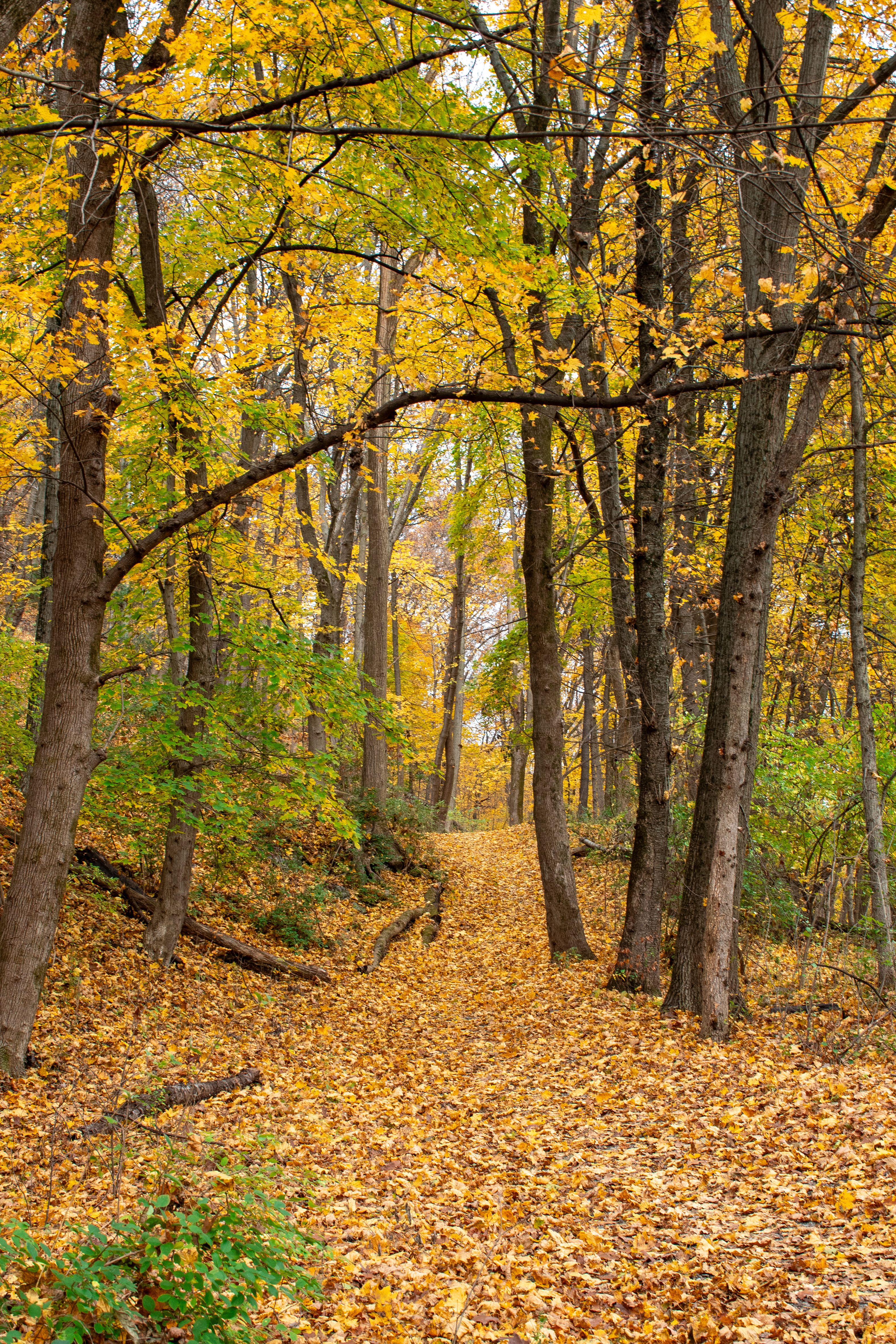 Vibrant Autumn Forest Path Covered in Leaves · Free Stock Photo