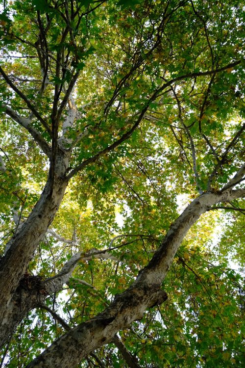 Free Beneath the canopy of lush green deciduous trees, sunlight filters through, creating a serene summer scene. Stock Photo