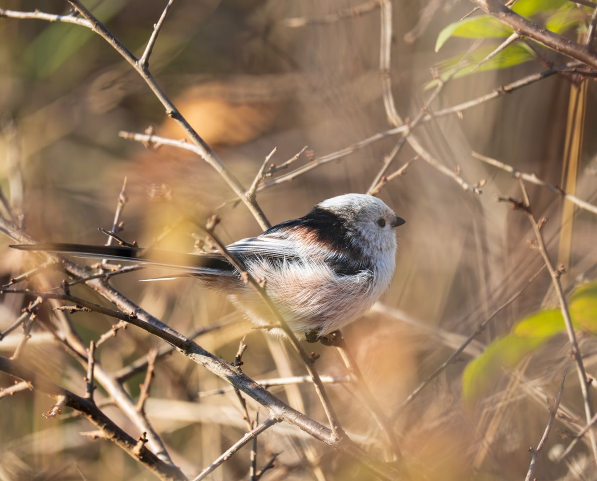 北海道のシマエナガ・ふわふわな小鳥