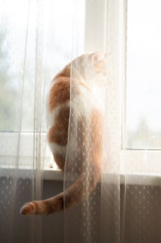 Charming ginger cat sitting by a window, viewed through a delicate sheer curtain, basking in soft light.