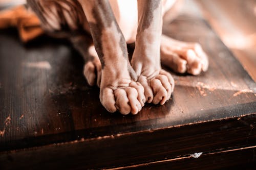 Free Sphynx Cat on a Wooden Surface Stock Photo