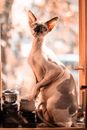 一只斯芬克斯猫优雅地坐在窗前，温暖的阳光环绕着它，相机镜头也在一旁