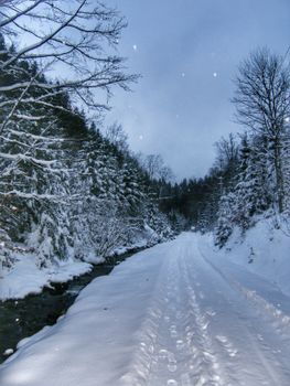 A serene snowy path through a winter forest with tall trees and a stream, creating a tranquil winter wonderland.