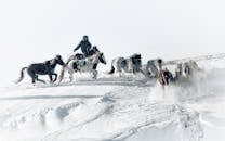 Mongolian Horse Herding in Snowy Winter Landscape