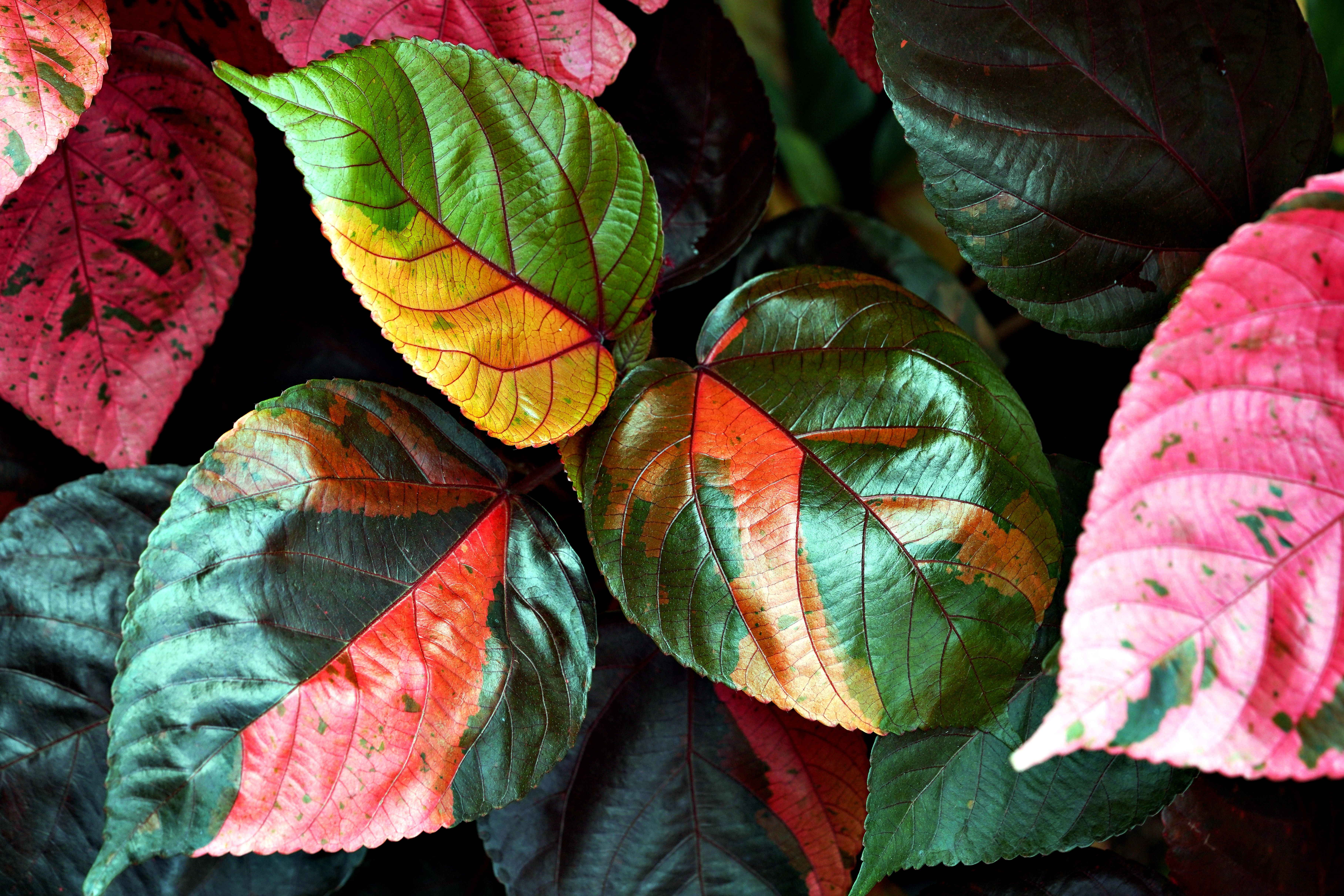 Vibrant Multicolor Leaves in Close-Up View · Free Stock Photo