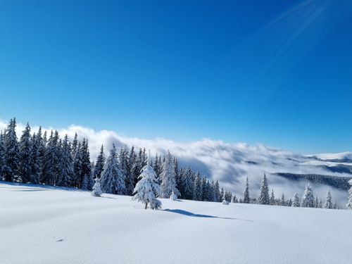 Free Tranquil winter scene showcasing snow-covered trees against a clear blue sky. Stock Photo