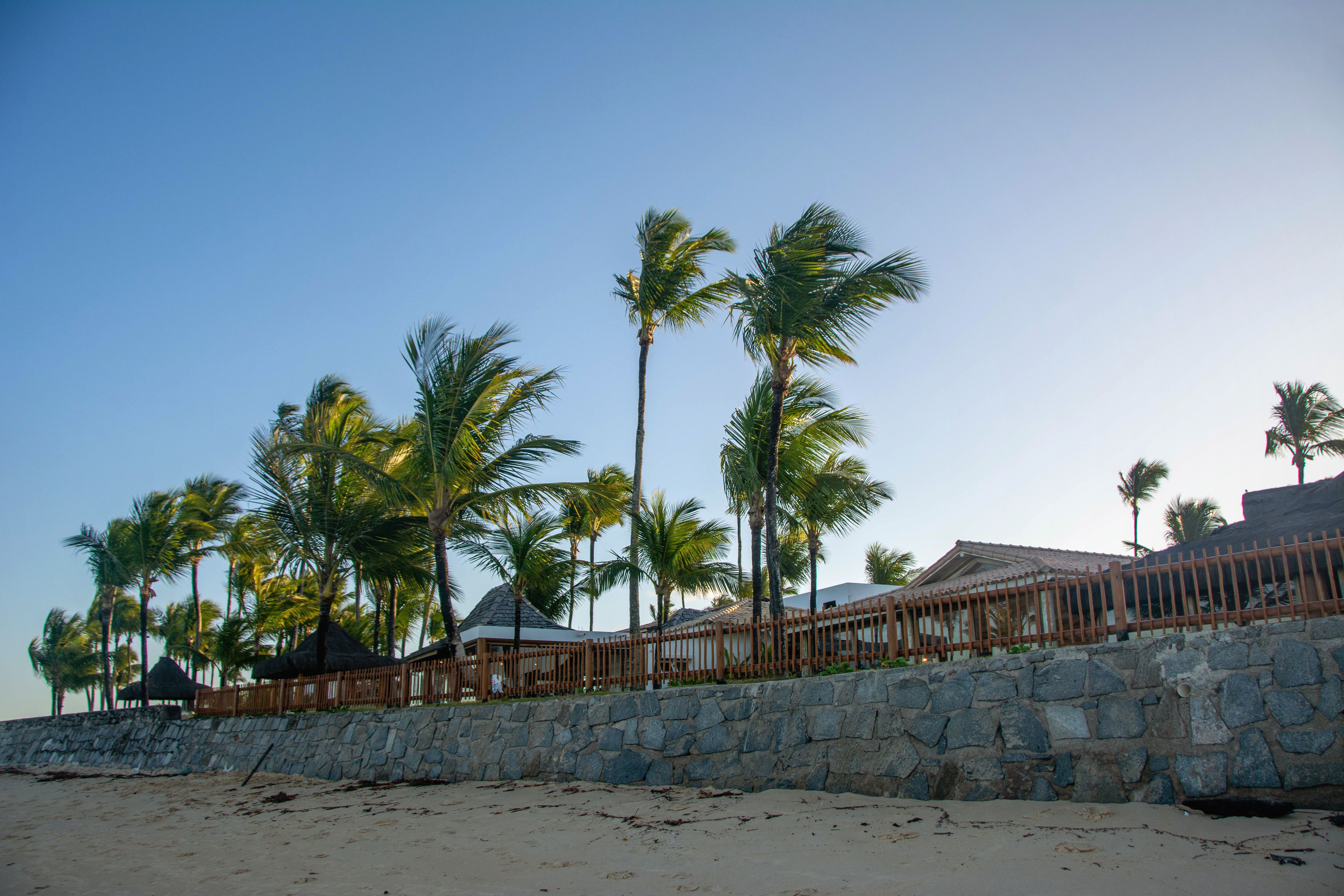 Palm trees and beach huts in a tropical setting in Porto Seguro, Bahia, Brasil.