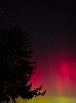 Silhouette of a tree against the night sky showcases a vivid aurora borealis display.