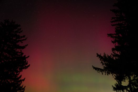 Capture of the northern lights illuminating the night sky with stars and silhouetted trees.