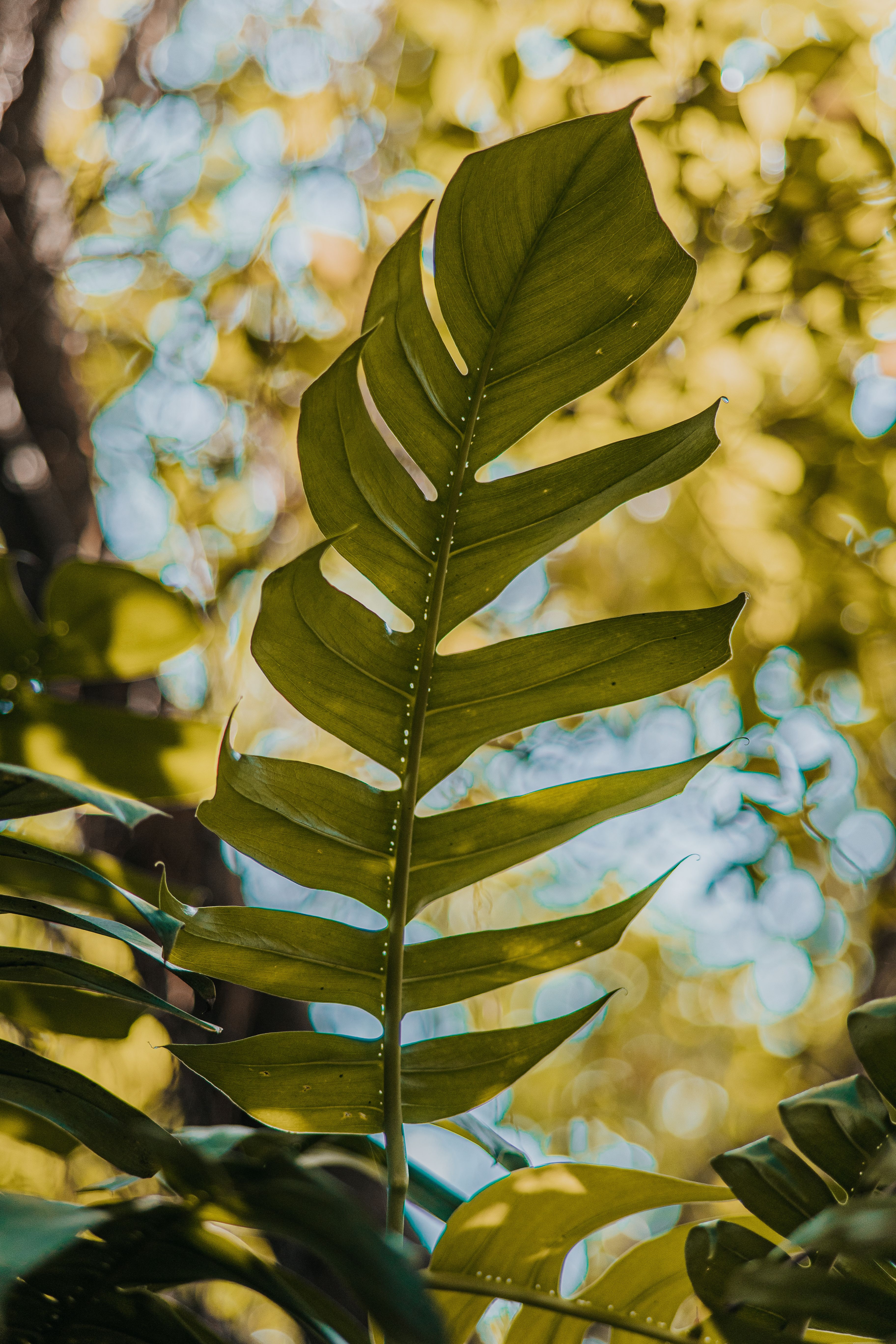 A close-up of a Monstera leaf with a sun-dappled, vibrant blurred background creating a serene, natural atmosphere.. pexels, 