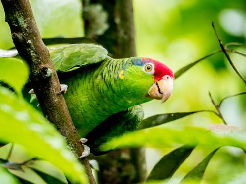 Free Colorful parrot with red head and green feathers in its natural jungle habitat. Stock Photo