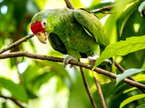 Free Vibrant Red-lored Parrot perched on a branch amidst lush green foliage in natural habitat. Stock Photo