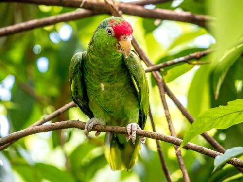Free Vibrant red-crowned parrot perched amidst lush green foliage outdoors. Stock Photo