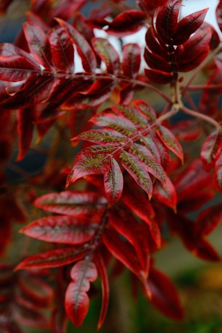 Detailed view of bright red leaves showcasing the beauty of autumn foliage.