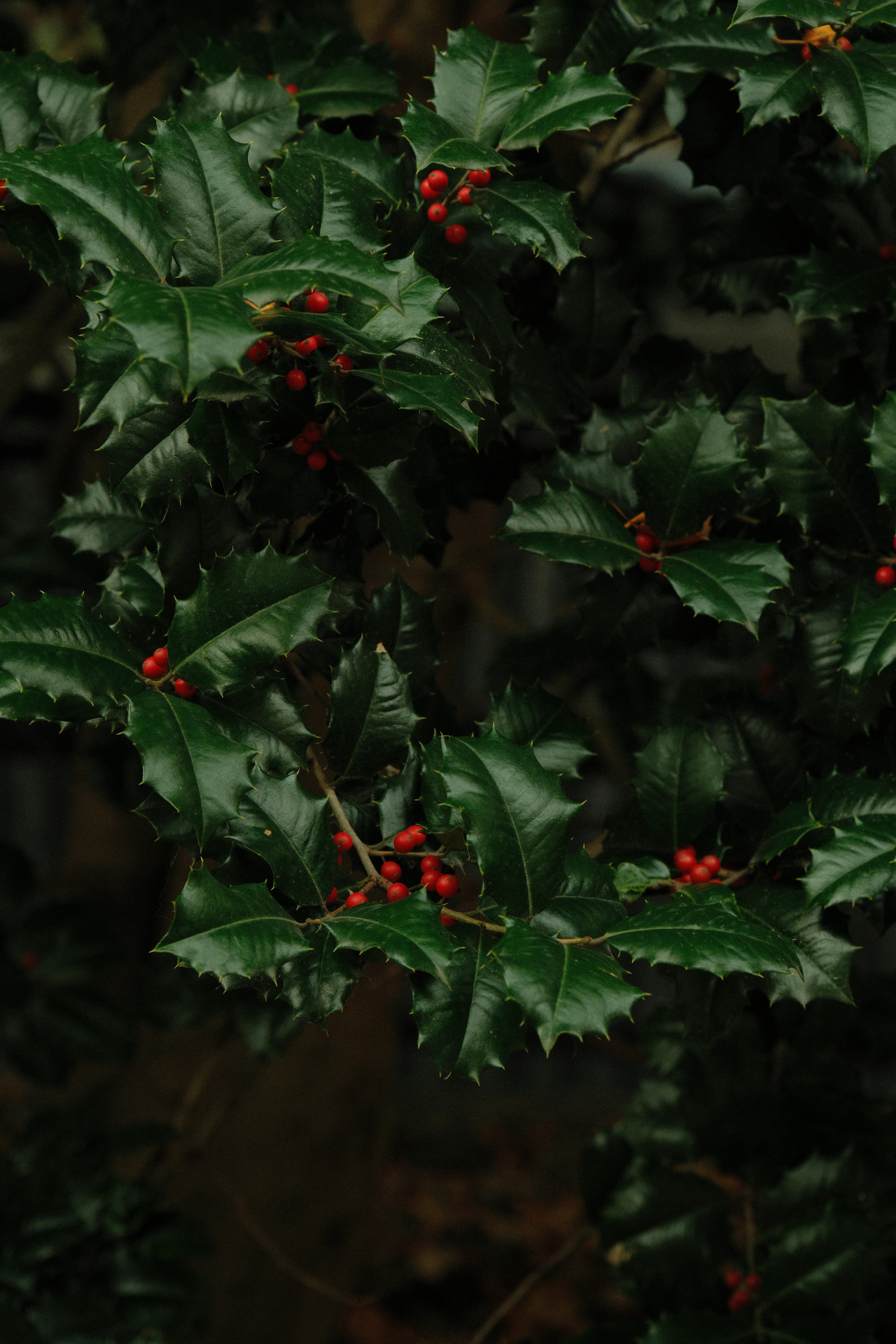 Dark, moody photo of holly leaves with red berries for winter or holiday themes.