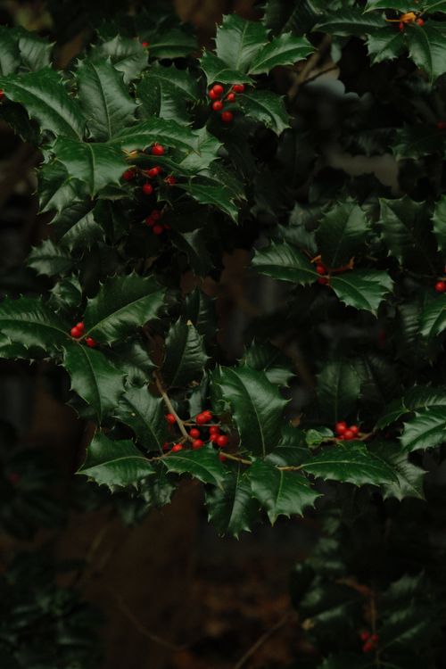 Free Dark, moody photo of holly leaves with red berries for winter or holiday themes. Stock Photo