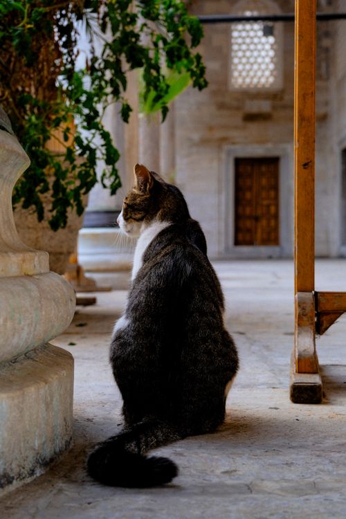 Free A cat sits peacefully among ancient stone structures, highlighting tranquility. Stock Photo