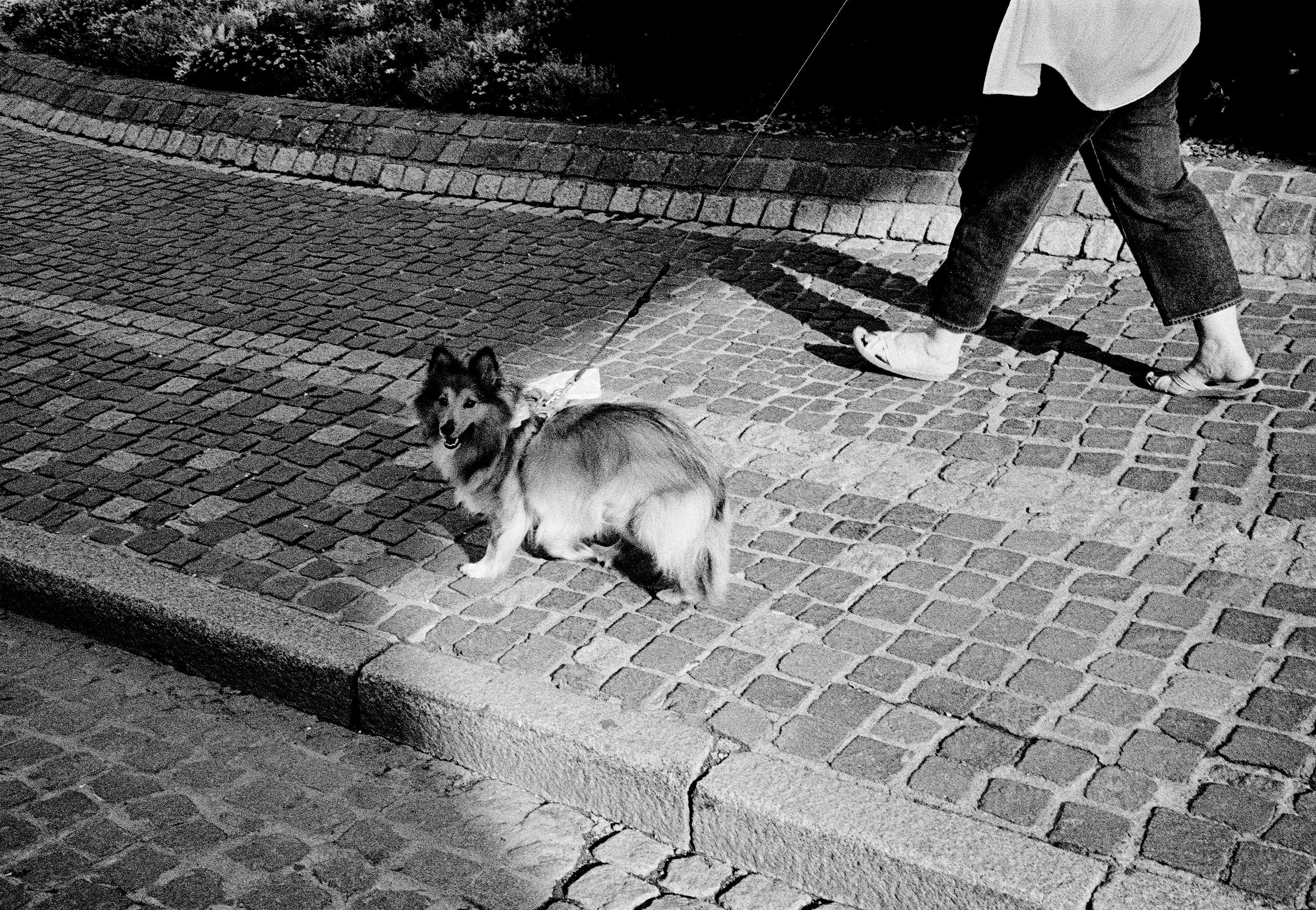 Jaké chování psa může naznačovat blížící se nemoc – majitelé obvykle nezpozorují.