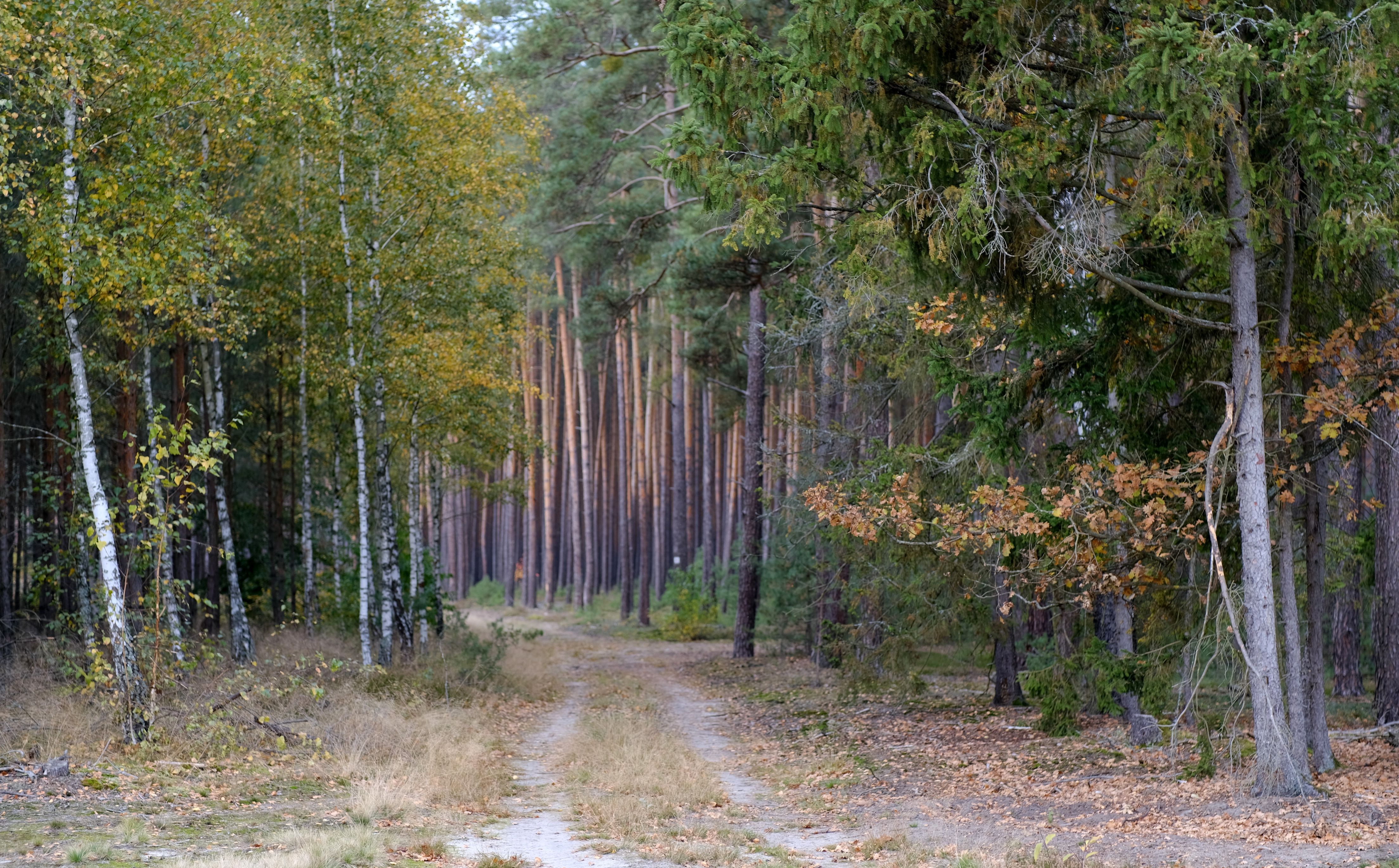 Serene Autumn Forest Pathway in Tranquil Woods · Free Stock Photo