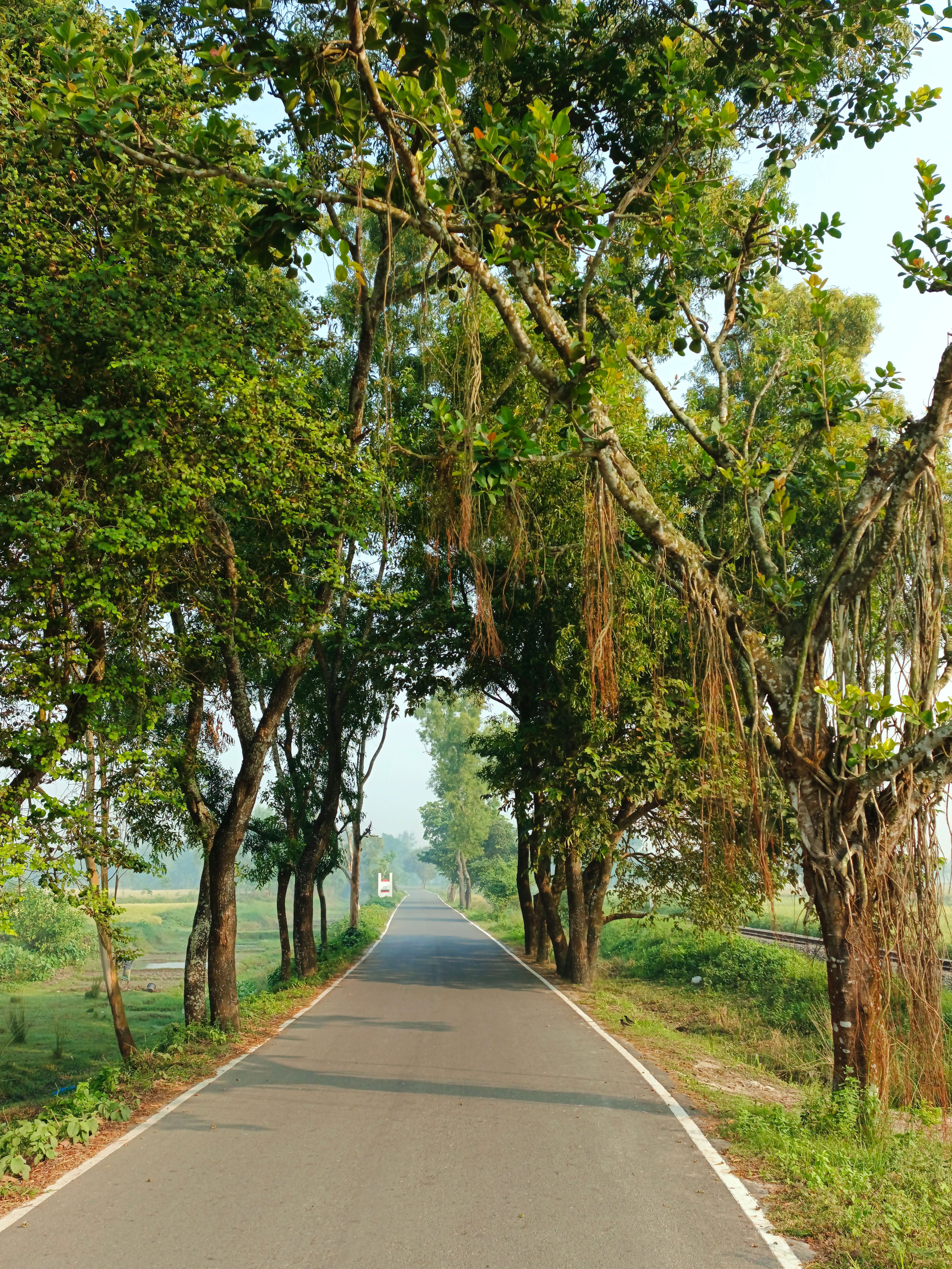 A tranquil rural road lined with lush green trees under a bright summer sky.