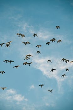 A serene view of a flock of birds soaring across a blue sky with wispy clouds.
