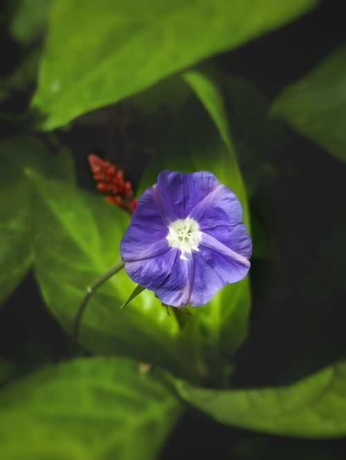 Free Bright purple morning glory flower amidst lush green foliage in a garden setting, BR, India. Stock Photo