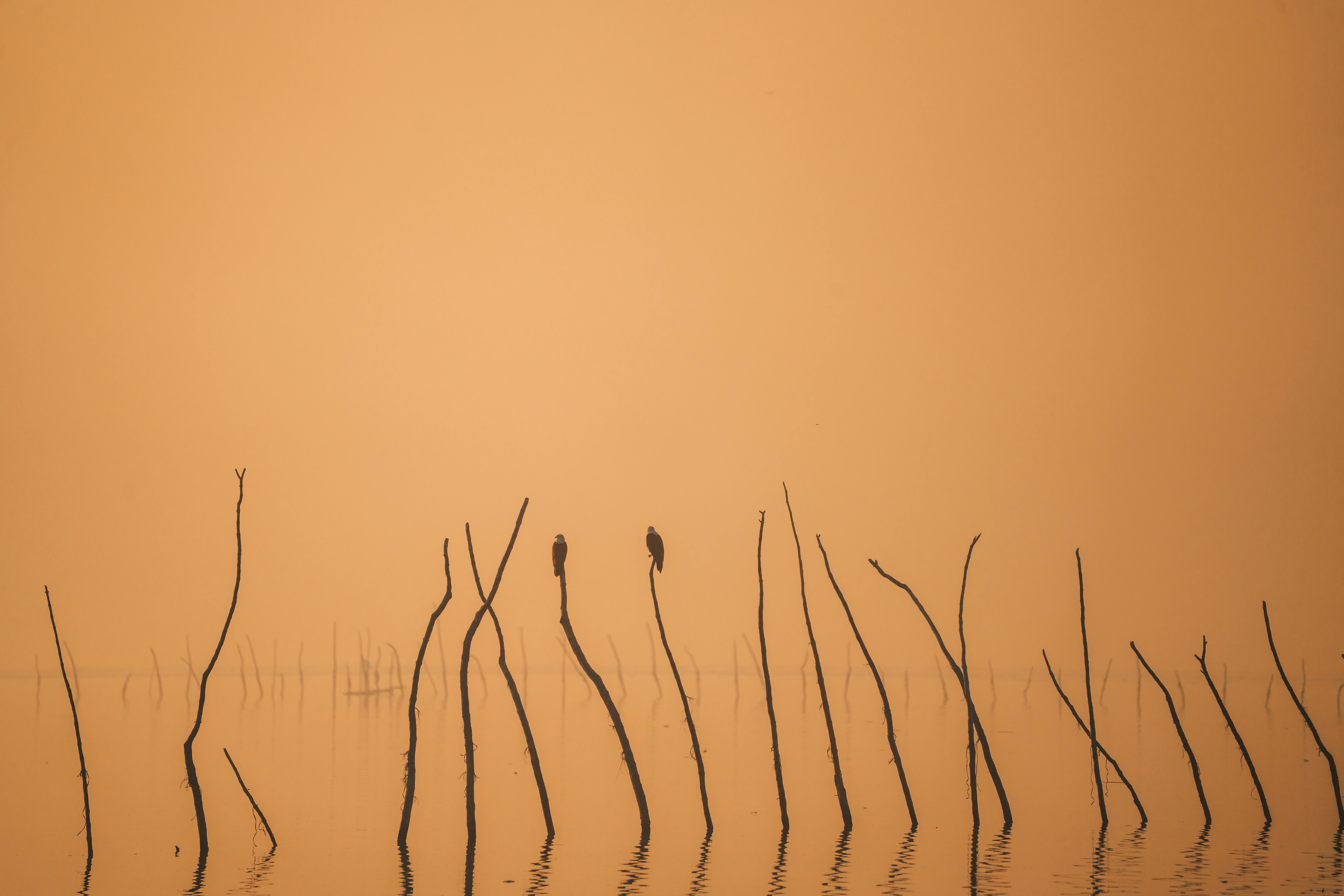 Kostnadsfria Två fåglar som sitter på pinnar mitt i lugna vatten vid soluppgången skapar en fridfull våtmarksscen. Stock foto