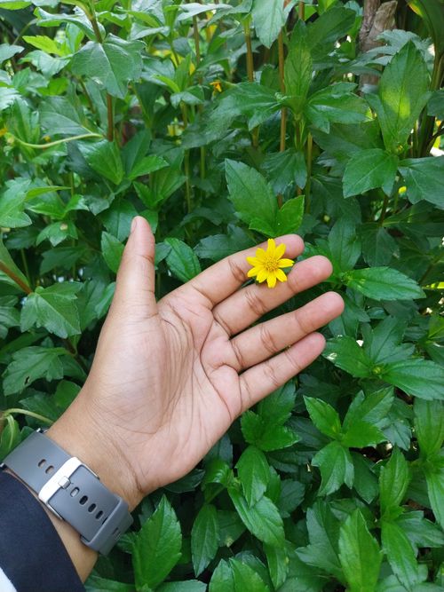 Free A hand holding a small yellow flower among lush green leaves, outdoors in daytime. Stock Photo