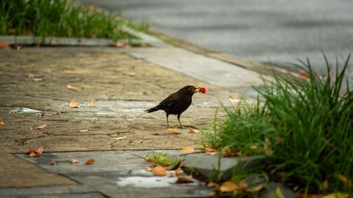 Free A solitary blackbird standing on a wet sidewalk holding a red berry in its beak. Stock Photo