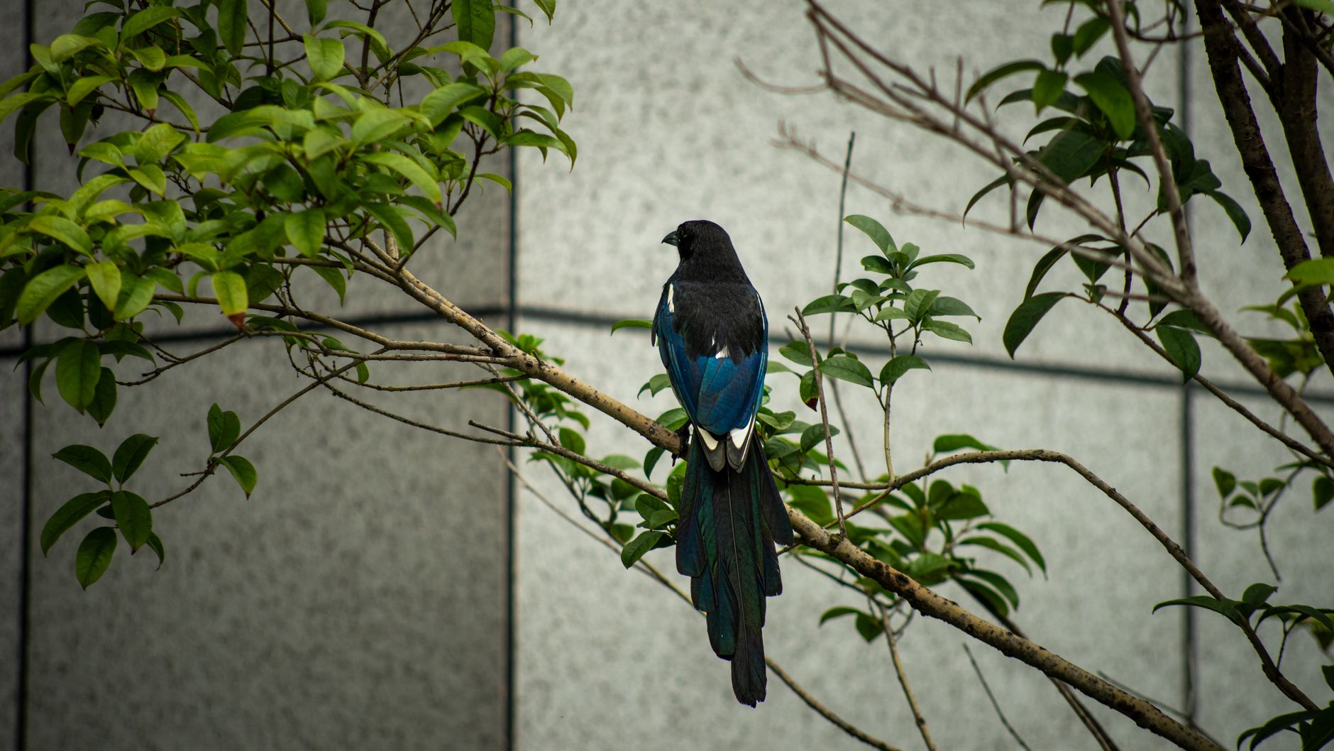 Black-billed magpie perched on a branch outside a modern building.