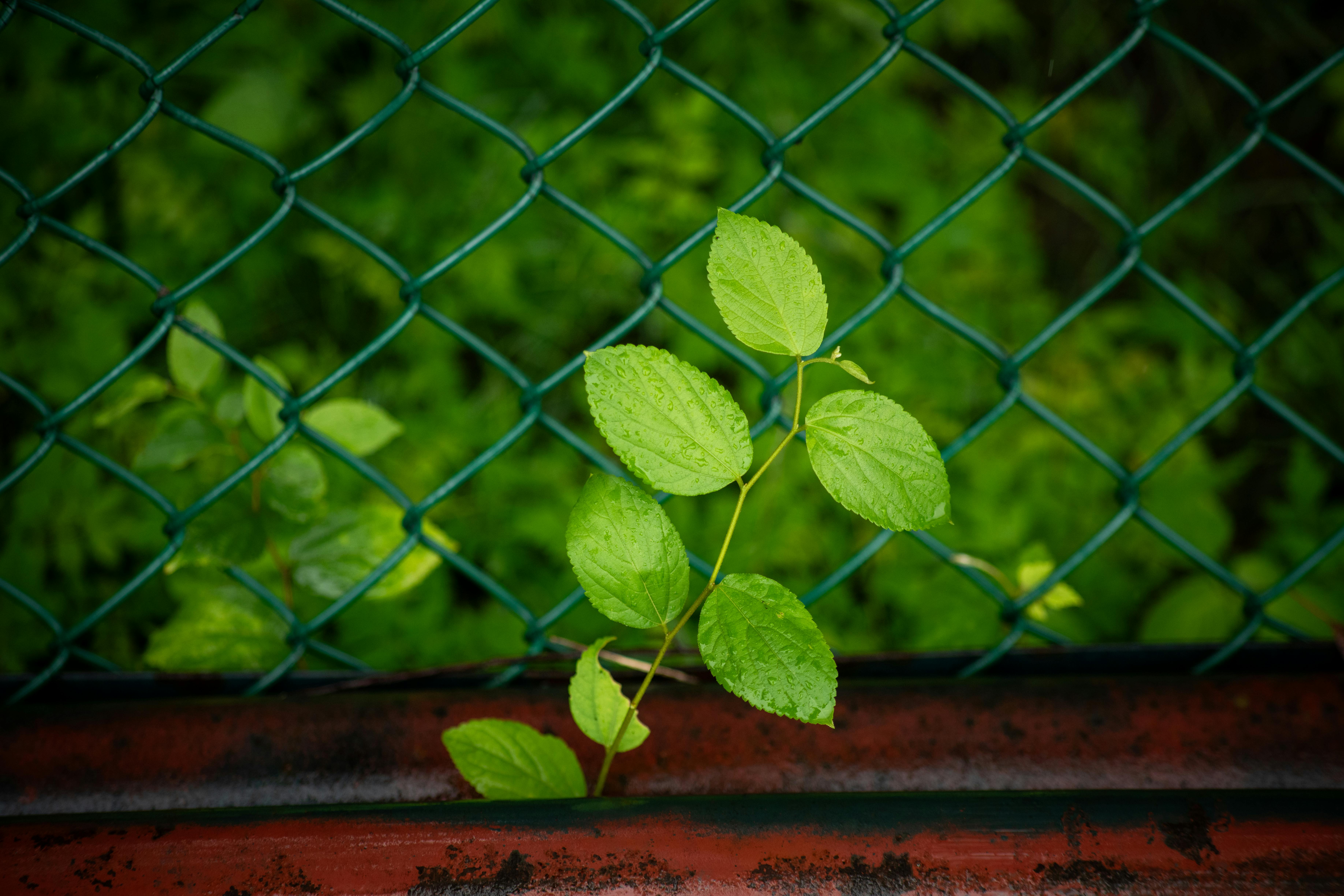Green leaves pushing through a chain-link fence
