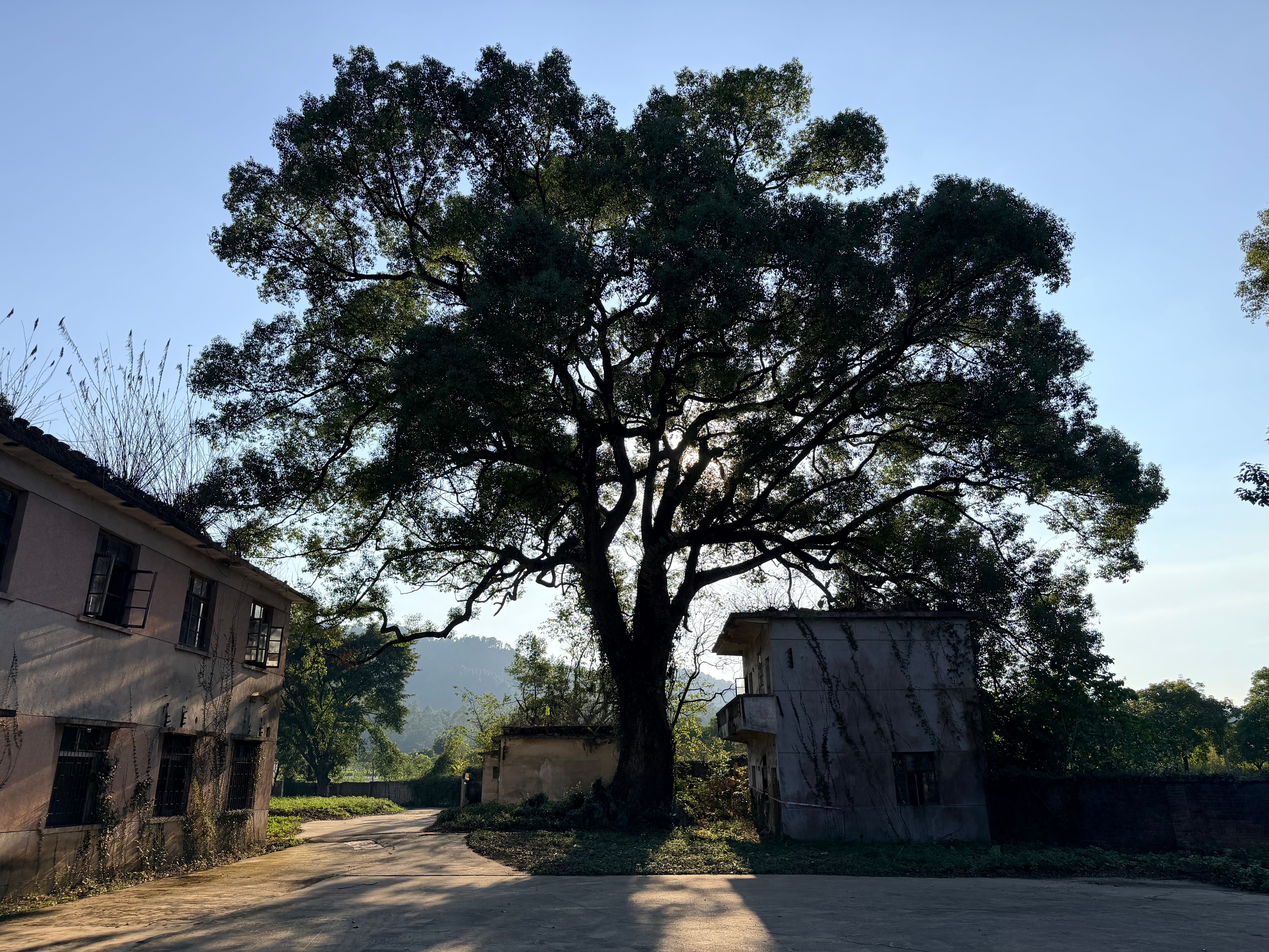Majestic Tree with Abandoned Buildings Outdoors · Free Stock Photo