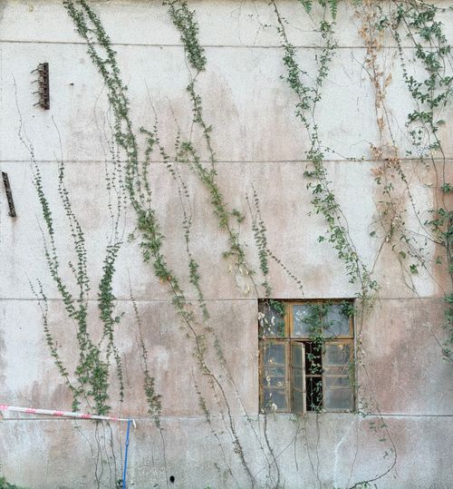 Free Rustic charm of climbing ivy on an aged concrete wall with an old window. Stock Photo