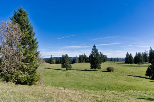 Free Beautiful rural landscape with evergreen trees under a clear blue sky. Stock Photo