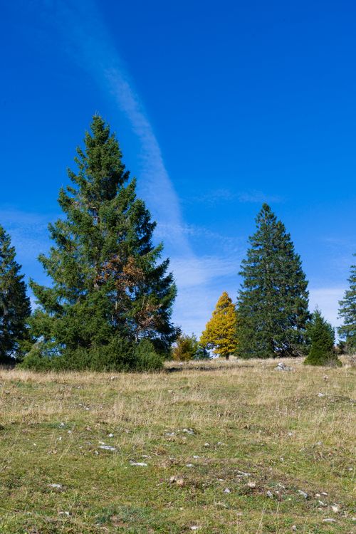 Free Serene landscape featuring evergreen trees and autumn foliage under a clear blue sky. Stock Photo