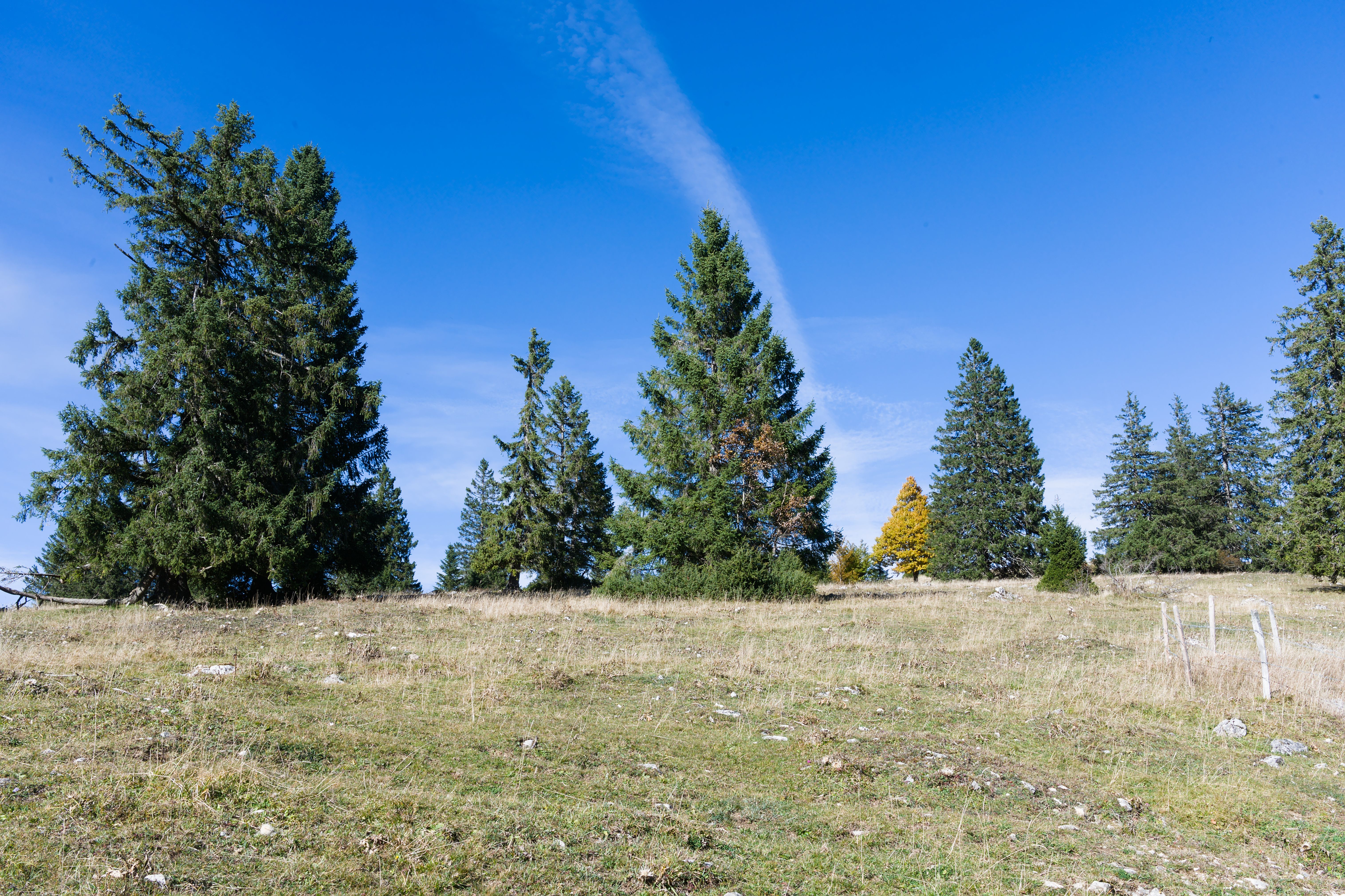 Scenic Pine Tree Landscape in Blue Sky · Free Stock Photo