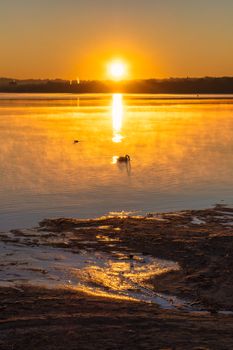 Beautiful sunrise with a swan on a misty lake creating a tranquil scene.