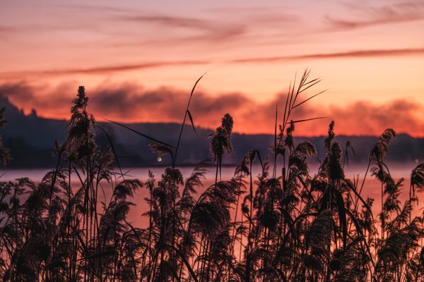 Silhouetted reeds against a sunset over a calm lake — Rino Adamo on Pexels