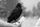 raven