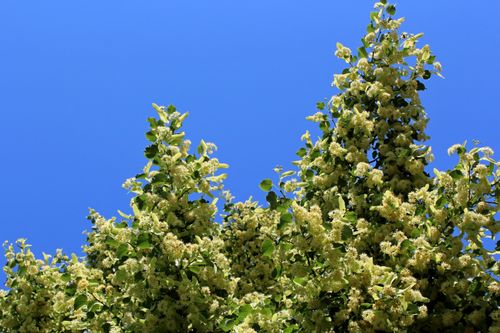 Free Lush linden tree with white blossoms under a vibrant blue sky in spring. Stock Photo