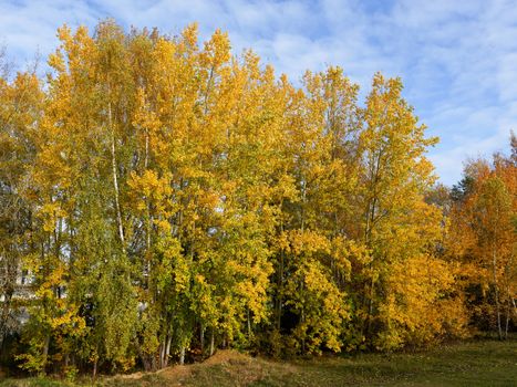 Golden autumn trees in Geesthacht, Schleswig-Holstein during a sunny day.
