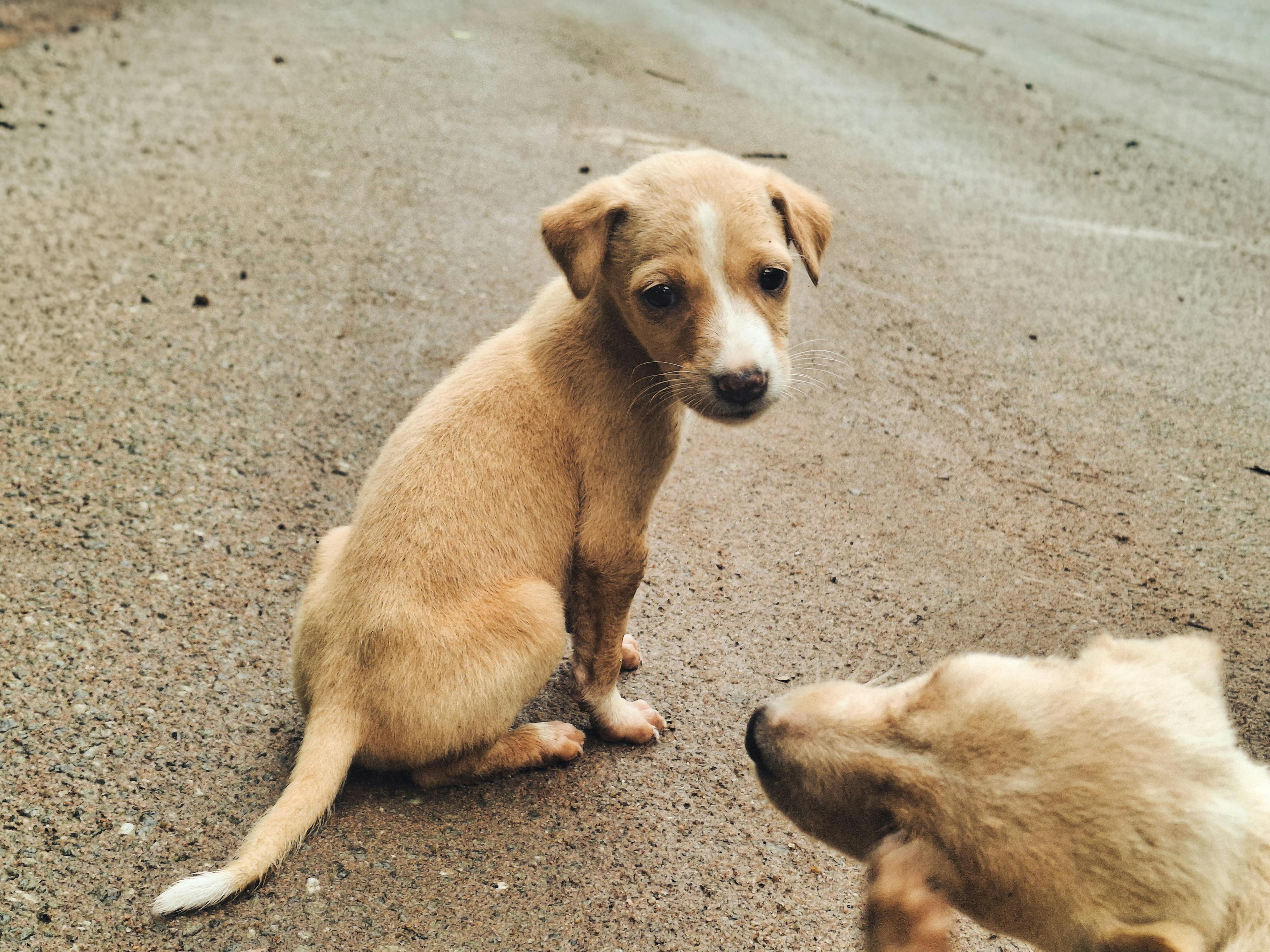 pet lifestyle bhopal — Photo by Nithin  Ann Joe on Pexels