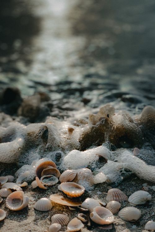 Free A serene beach scene featuring seashells and ocean foam in the soft morning light. Stock Photo