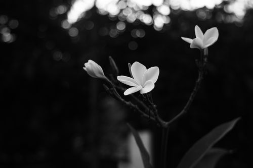 Free Close-up of frangipani flowers in monochrome, highlighting delicate petals against a blurred background. Stock Photo