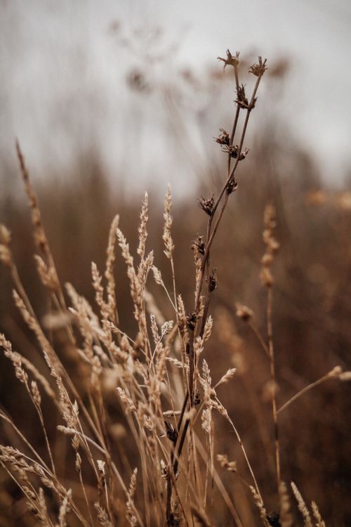Free Capture of dry grasses in a field showcasing autumn's earthy tones. Stock Photo